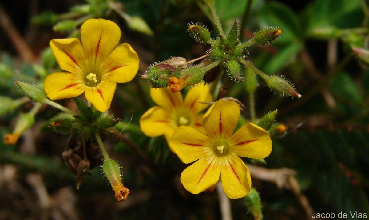 Biophytum reinwardtii (Zucc.) Klotzsch